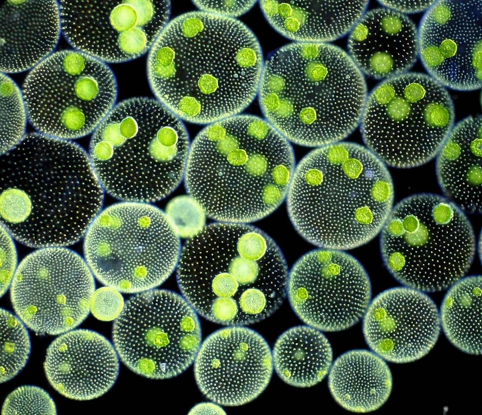 Microalgae Pic Microalgaex